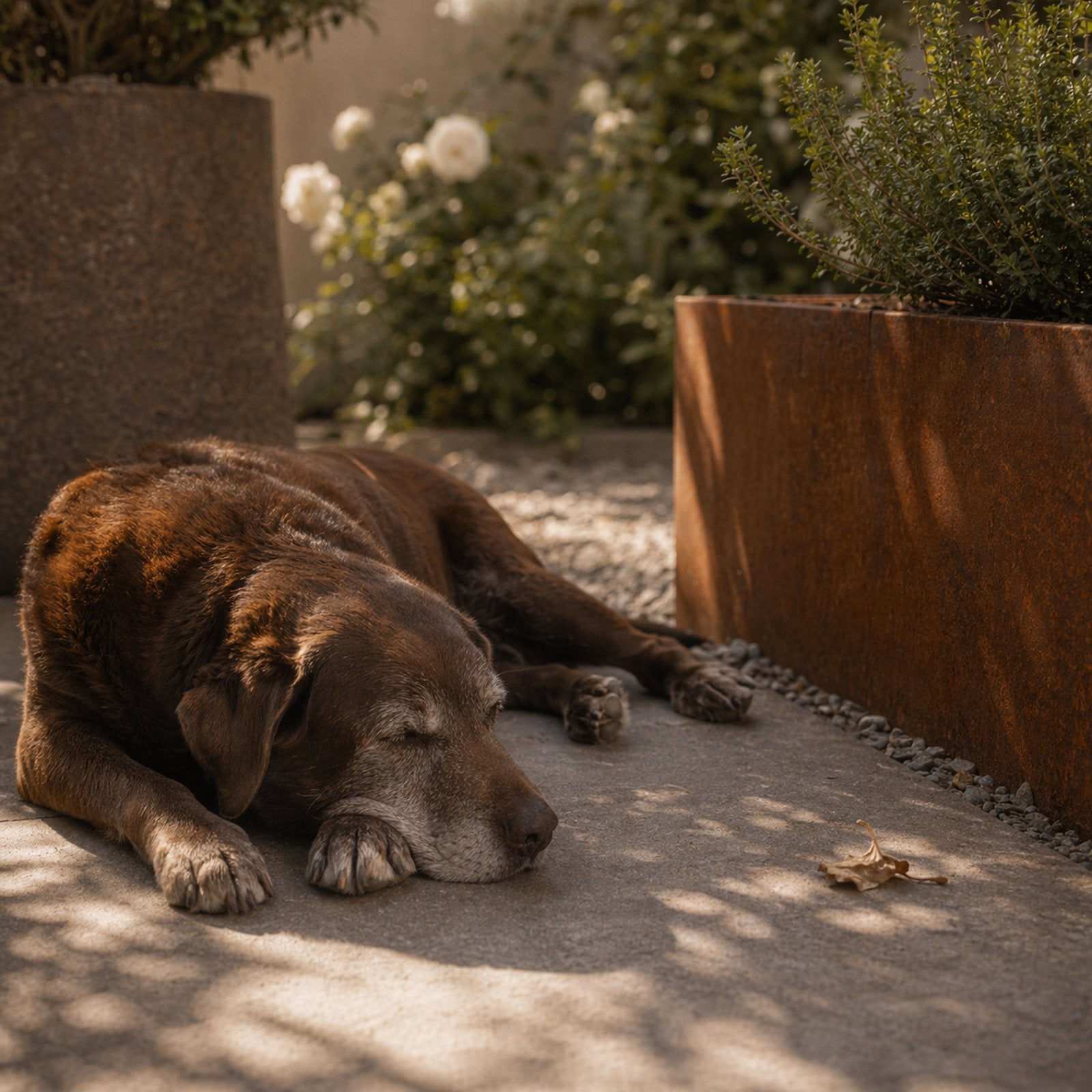 life hund hviler